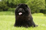 CHOW CHOW 553